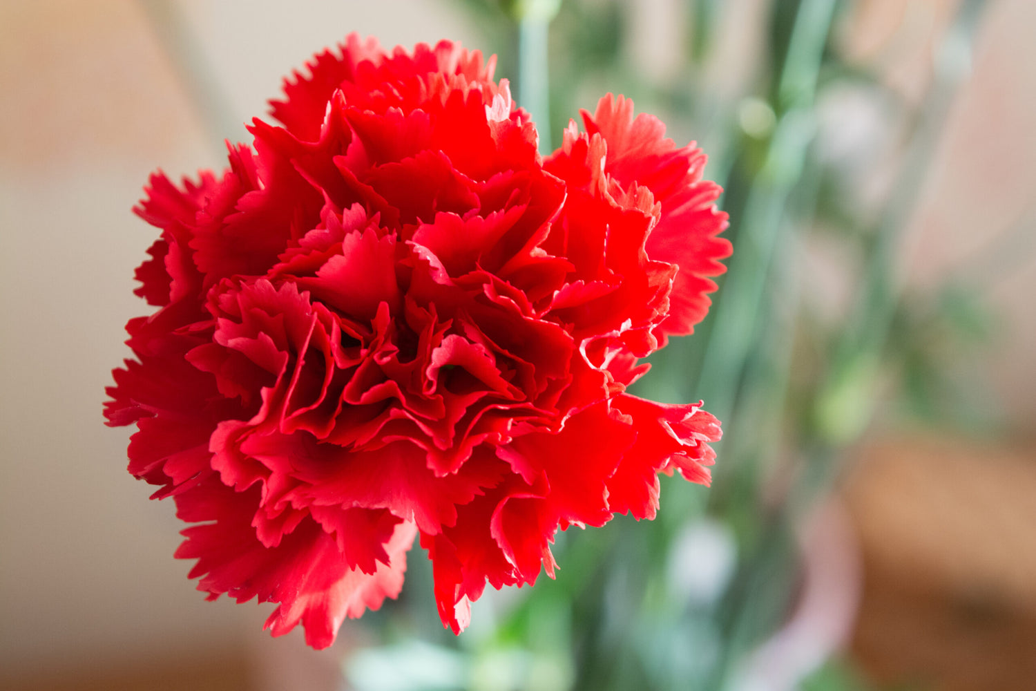 Scarlet Red Carnation Seeds , Premium Non-GMO Blooms for Garden & Cut Flowers