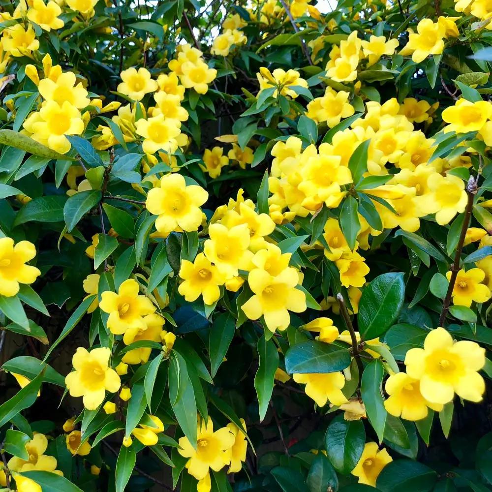 perennial-heirloom-non-gmo-carolina-yellow-jasmine-seeds


