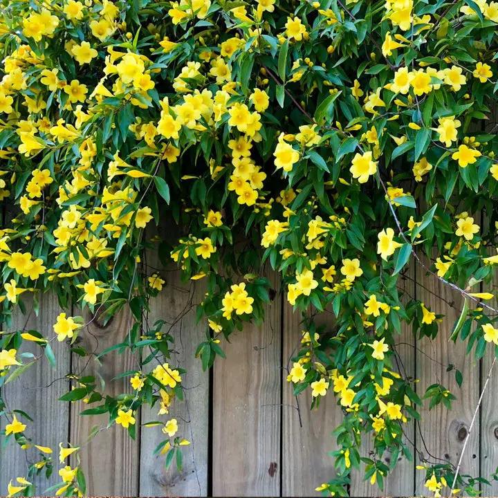 organic-carolina-yellow-jasmine-vine-seeds

