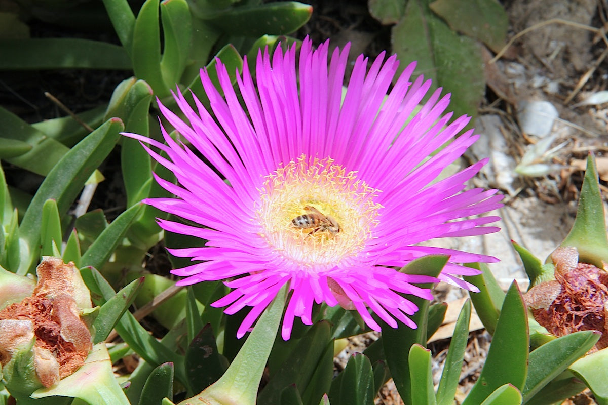 Eland's Sour Fig (Carpobrotus edulis)