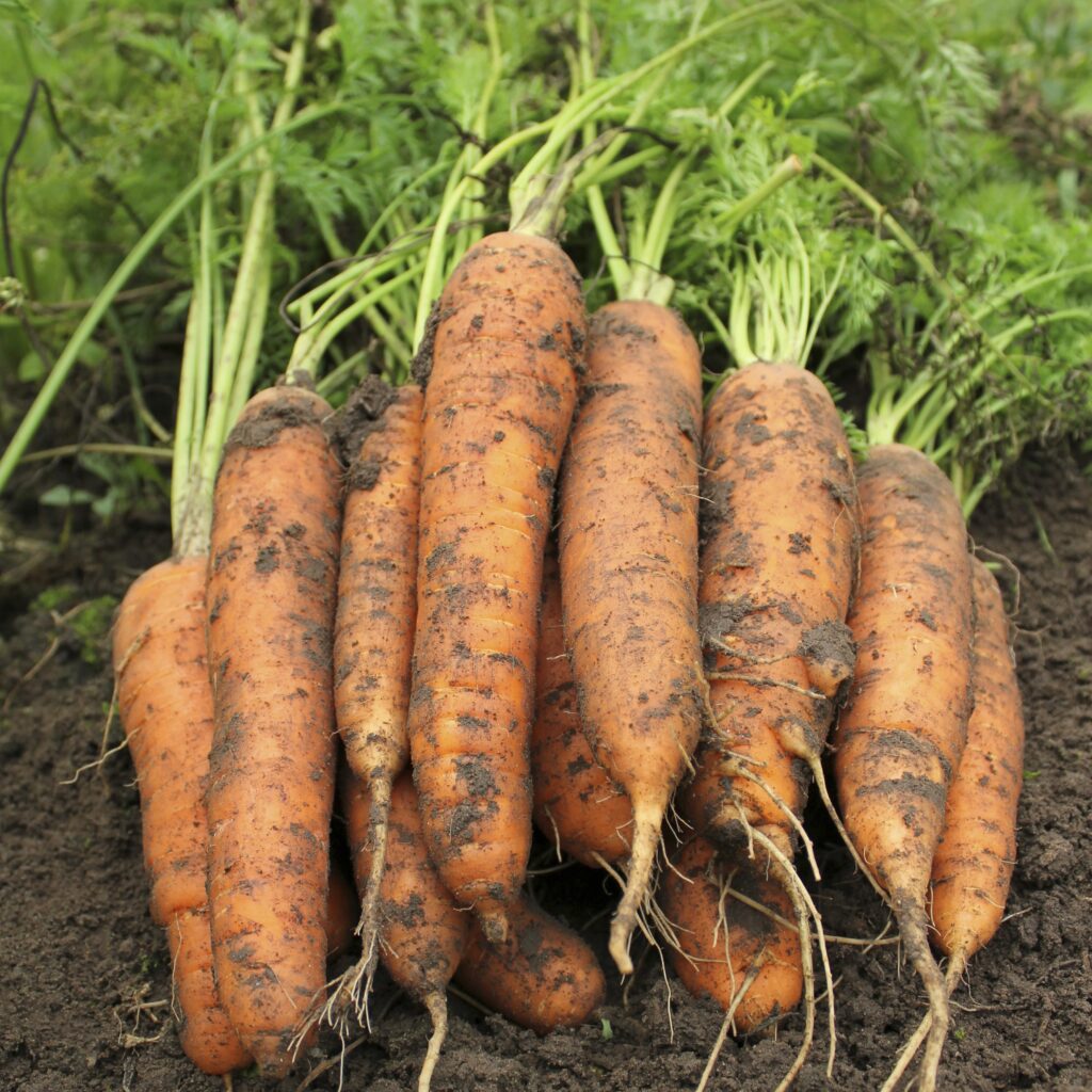 Berlin F1 Berlicum Carrot Seeds | Smooth Sweet Cylindrical Orange Carrots – Heirloom, Non-GMO, High Germination Organic Garden Seeds