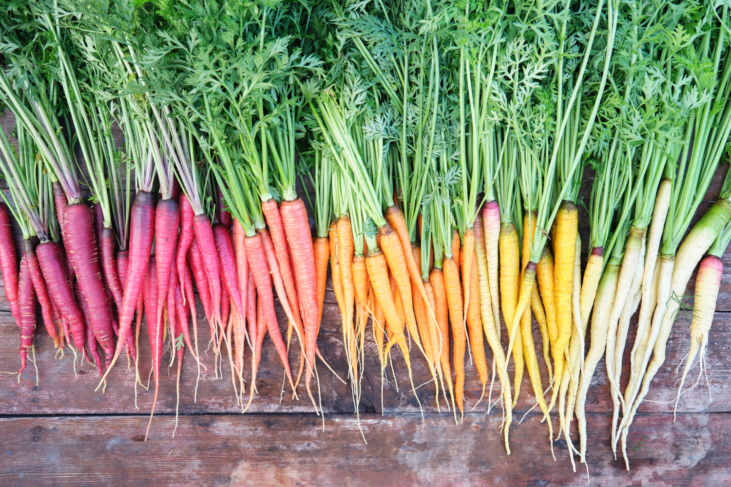 Rainbow Hybrid Carrot Seeds | Multi-Color Carrot Mix – Heirloom, Non-GMO, High Germination Organic Garden Seeds