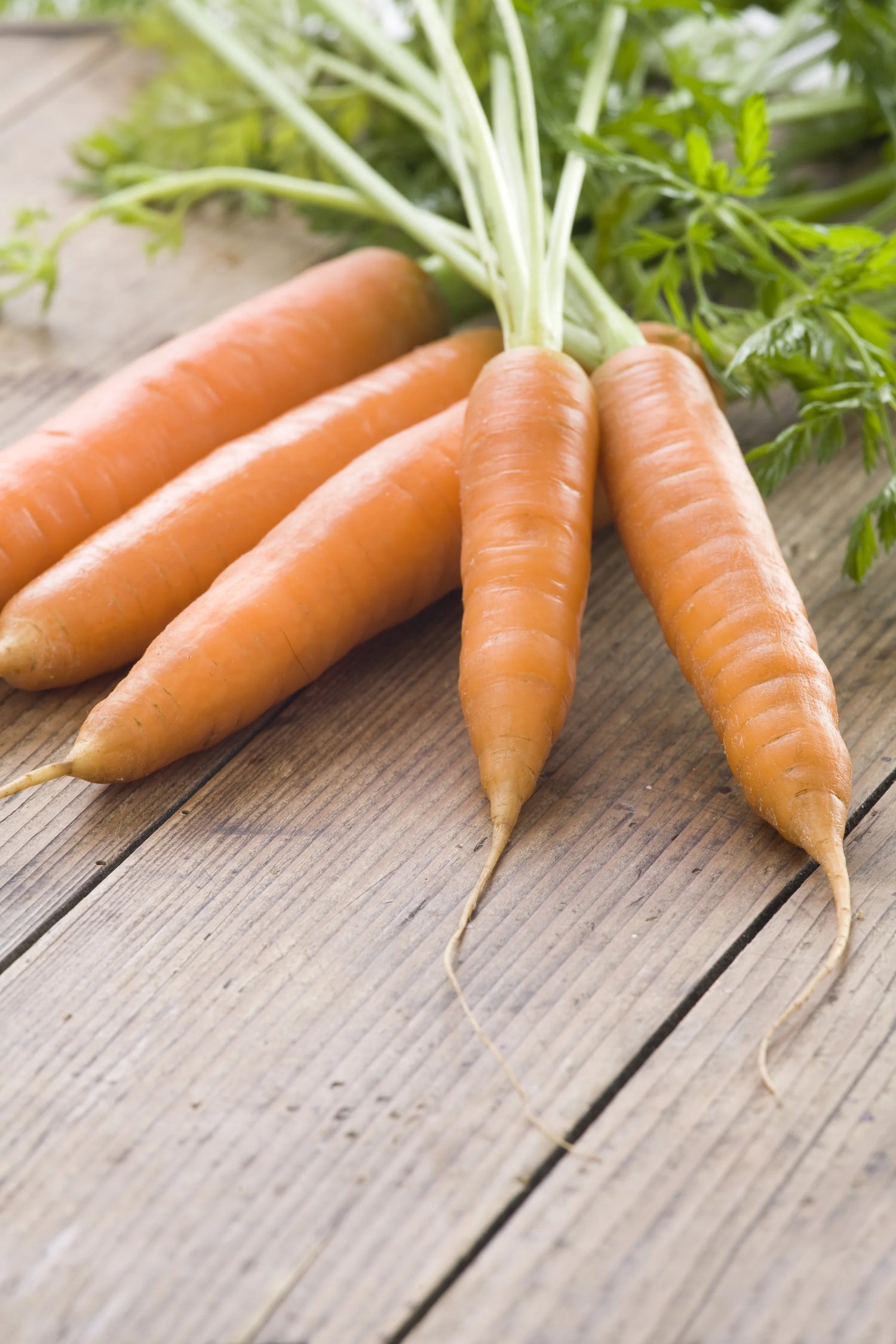 Little Finger Carrot Seeds Heirloom Non-GMO High Germination Organic Garden Seeds