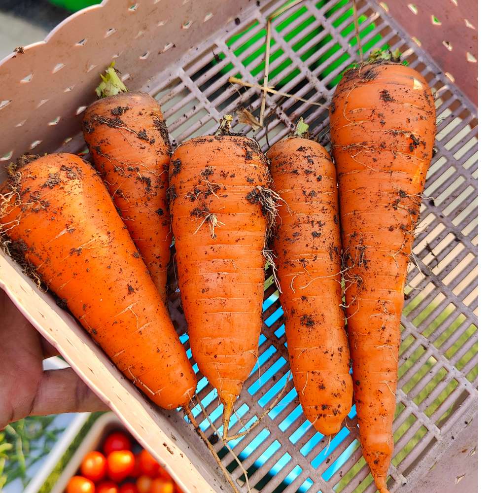 Carrot Daucus Carota and Radish Raphanus Sativus Orange Mix Vegetable Seeds for Planting – Combo for Kitchen Garden Use