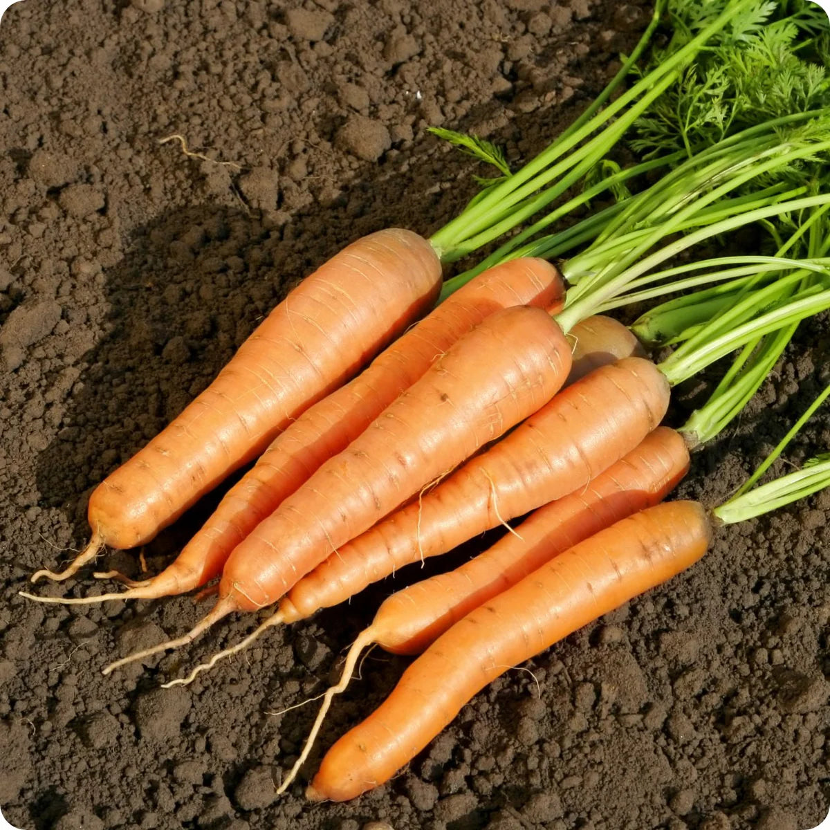 Little Finger Carrot Seeds | Small Sweet Baby Carrots – Heirloom, Non-GMO, High Germination Organic Garden Seeds