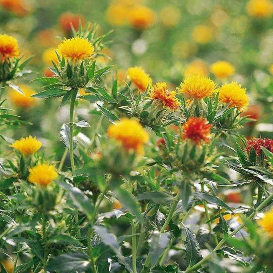 Carthamus Tinctorius Annual Herb Flower heirloom non-gmo organic garden seeds
