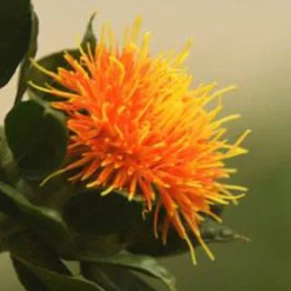 Carthamus Tinctorius Annual Herb Flower – Heirloom, Non-GMO, High Germination Organic Garden Seeds