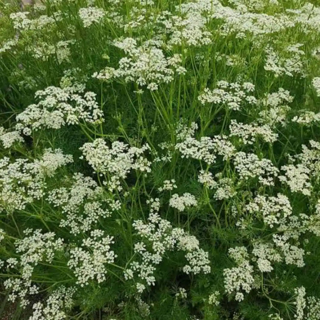 Caraway Seeds