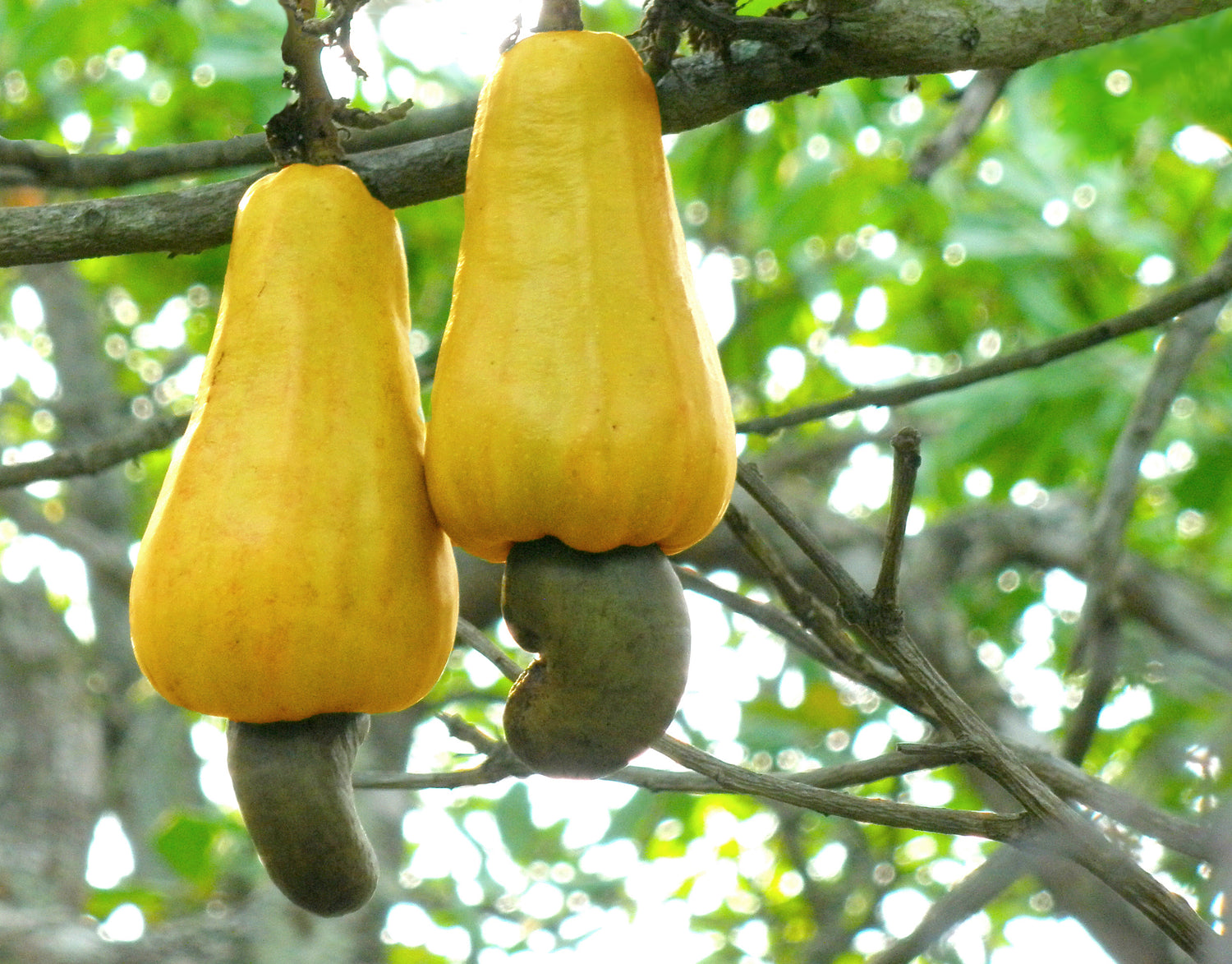 Cashew Apple Seeds (Anacardium occidentale)