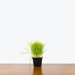 Cat grass seeds_nutritional_benefits_digestion_pet-friendly