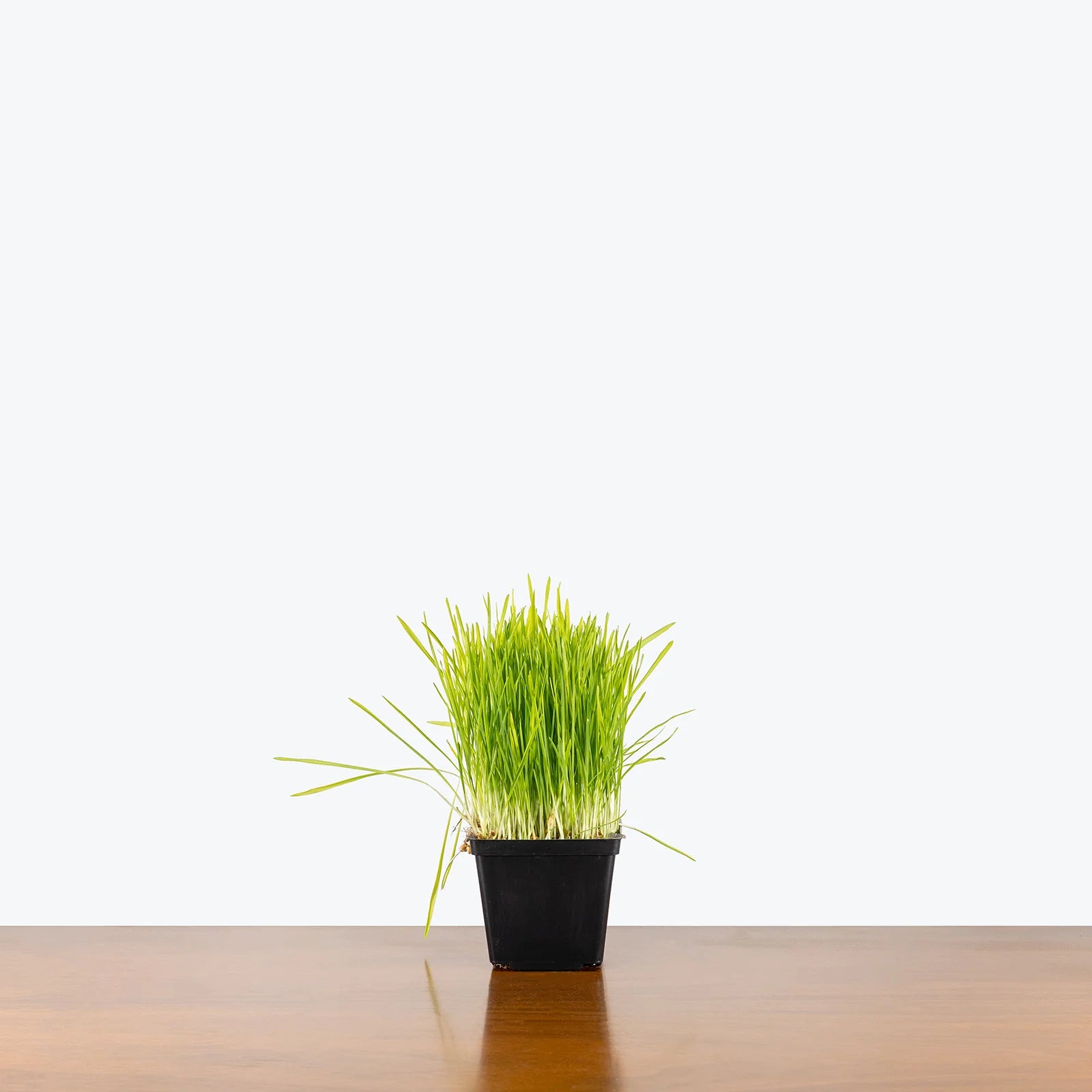 Cat grass seeds_nutritional_benefits_digestion_pet-friendly