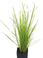 Cat Grass seeds_packet_indoor pots_pet-friendly