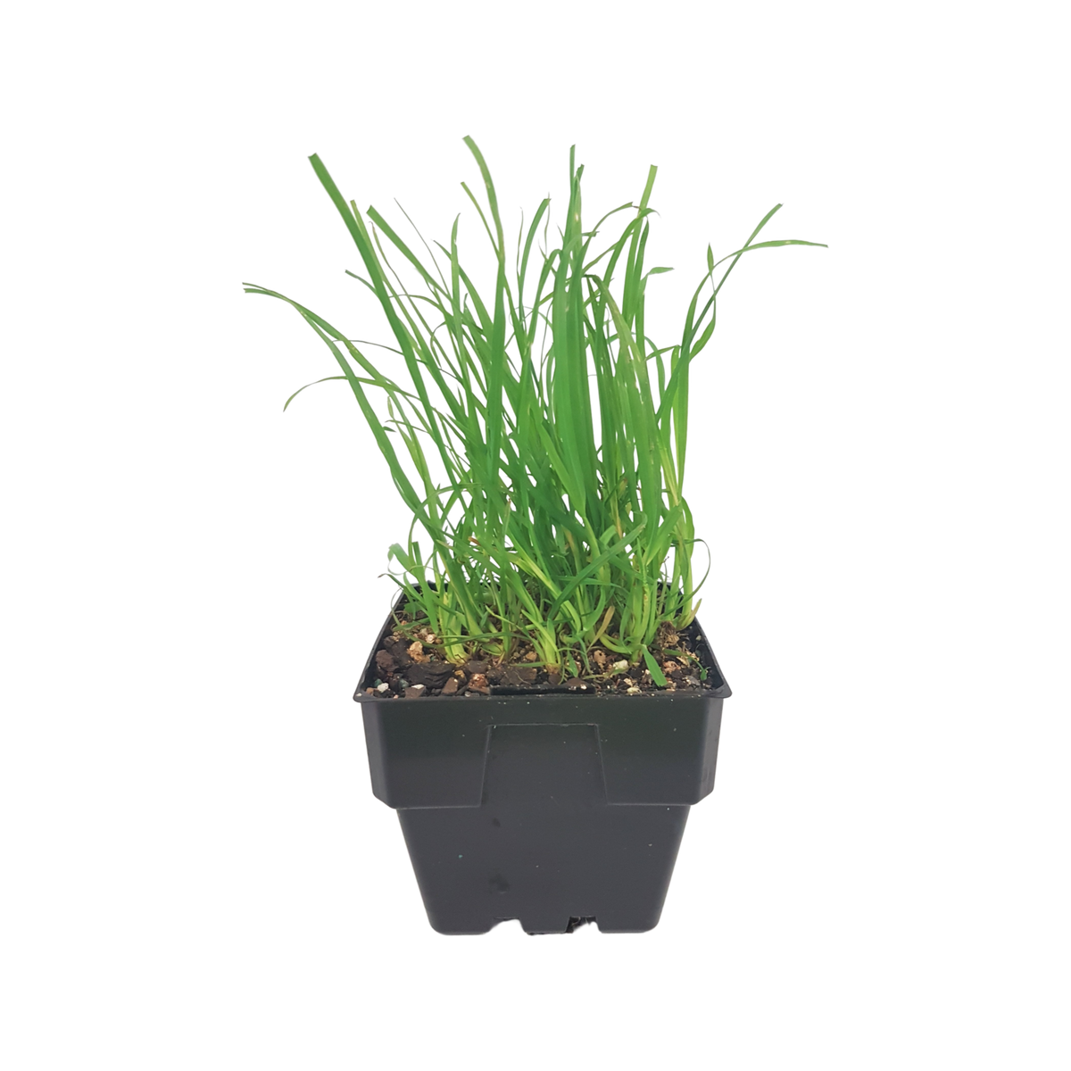 Multiple Cat Grass indoor pots on a windowsill, continuous supply