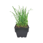 Multiple Cat Grass indoor pots on a windowsill, continuous supply