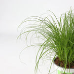 Cat happily eating fresh Dactylis Glomerata from an indoor pot