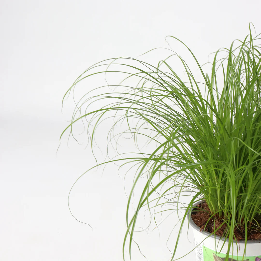 Cat happily eating fresh Dactylis Glomerata from an indoor pot