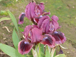 Cat's Eye Dwarf Iris