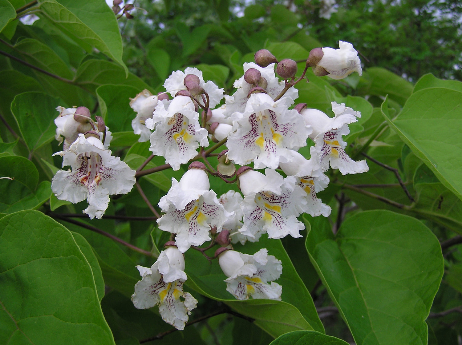 Northern Catalpa Trees