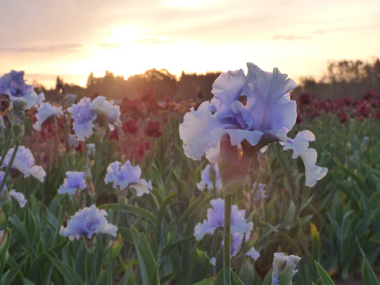 Catch Your Breath Tall Bearded Iris