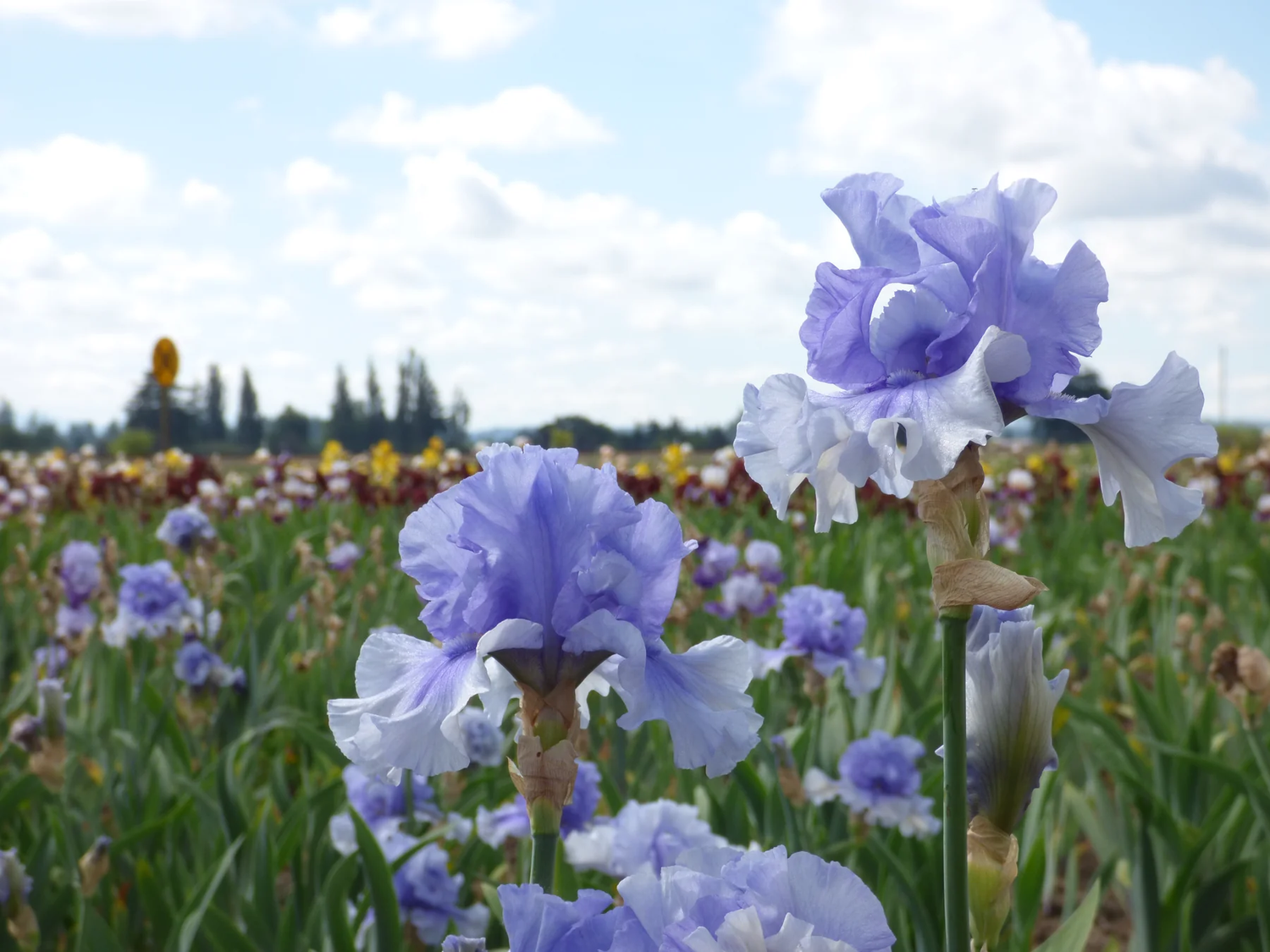 Catch Your Breath Tall Bearded Iris