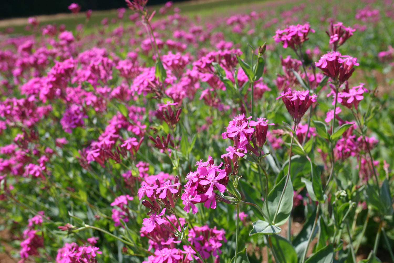 Nodding Catchfly Seeds