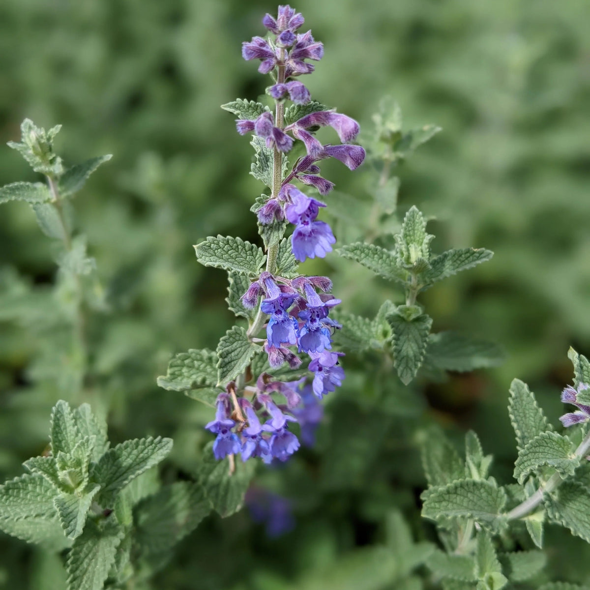 Catmint seeds, Nepeta cataria perennial herb for tea and culinary use