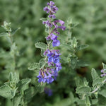 Catmint seeds, Nepeta cataria perennial herb for tea and culinary use