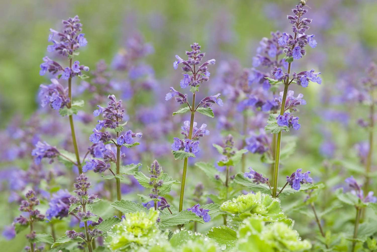 Catmint Tea herb seeds planting guide, best practices for harvest and drying