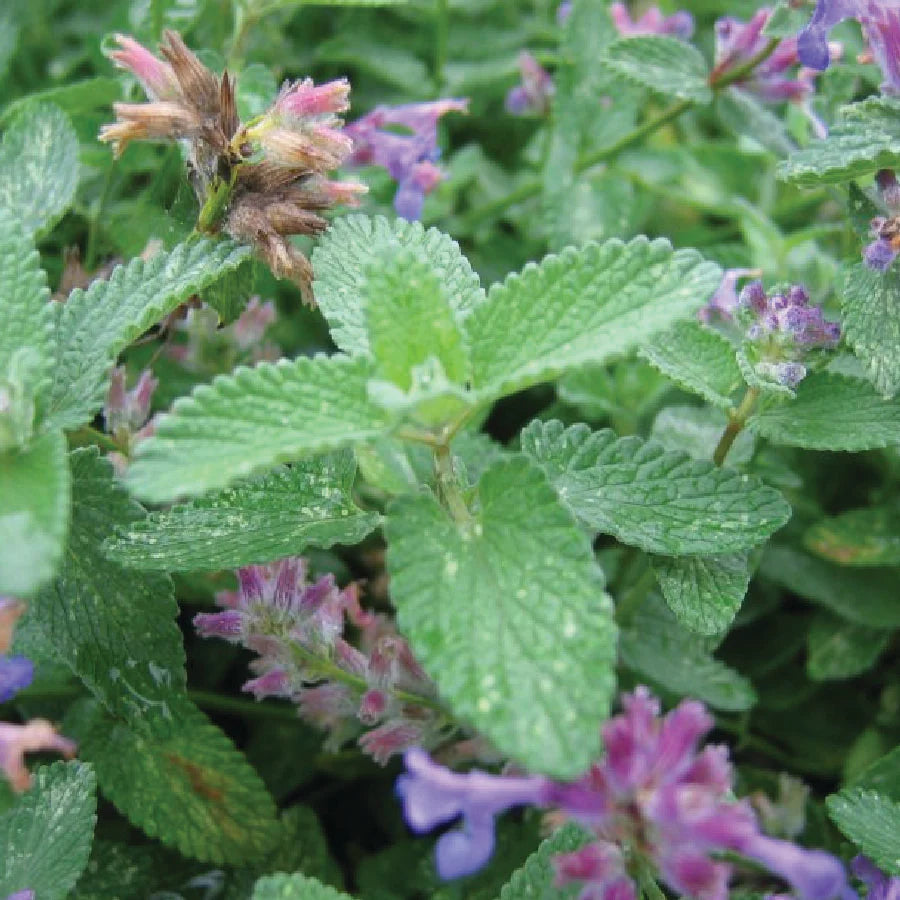 Green Cat Mint Plant Seeds for Aromatic and Pet-Friendly Gardens – Fresh Herb for Your Garden
