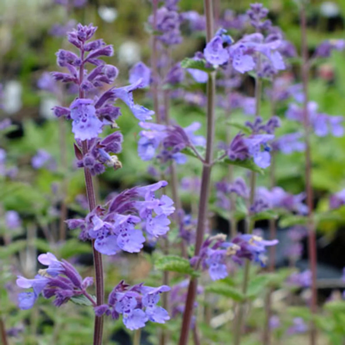 Catnip seeds and Cat Treat mix, feline favorite perennial herb seeds