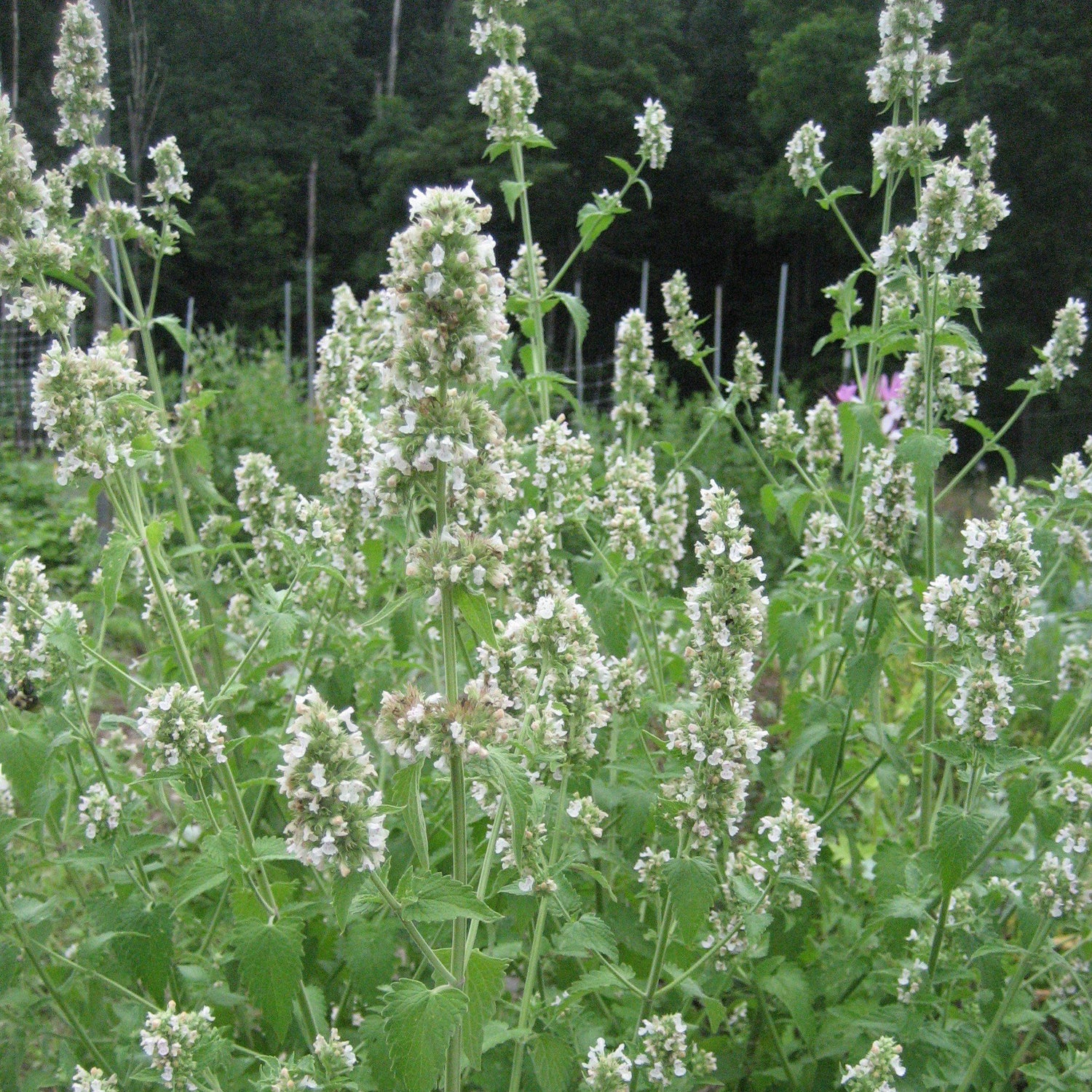 Catnip Seeds (Organic)