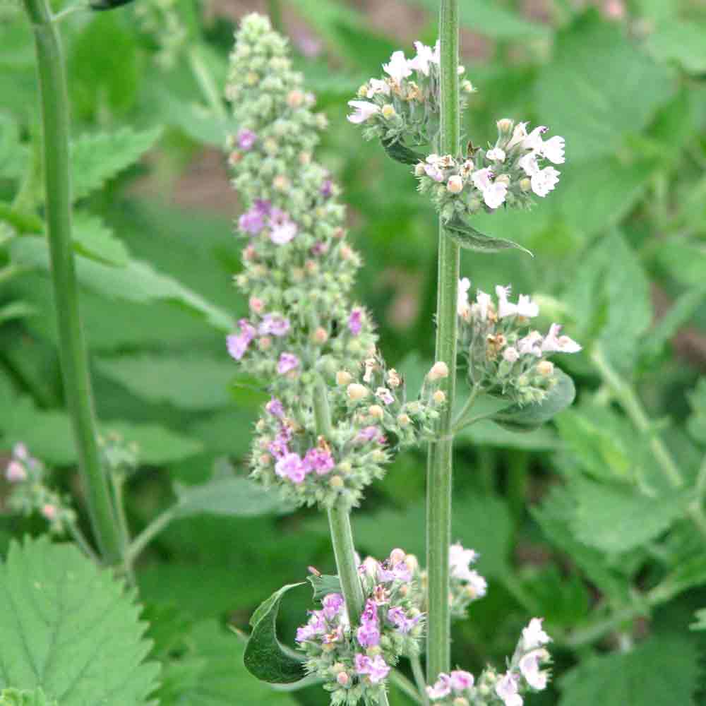 Catnip Seeds