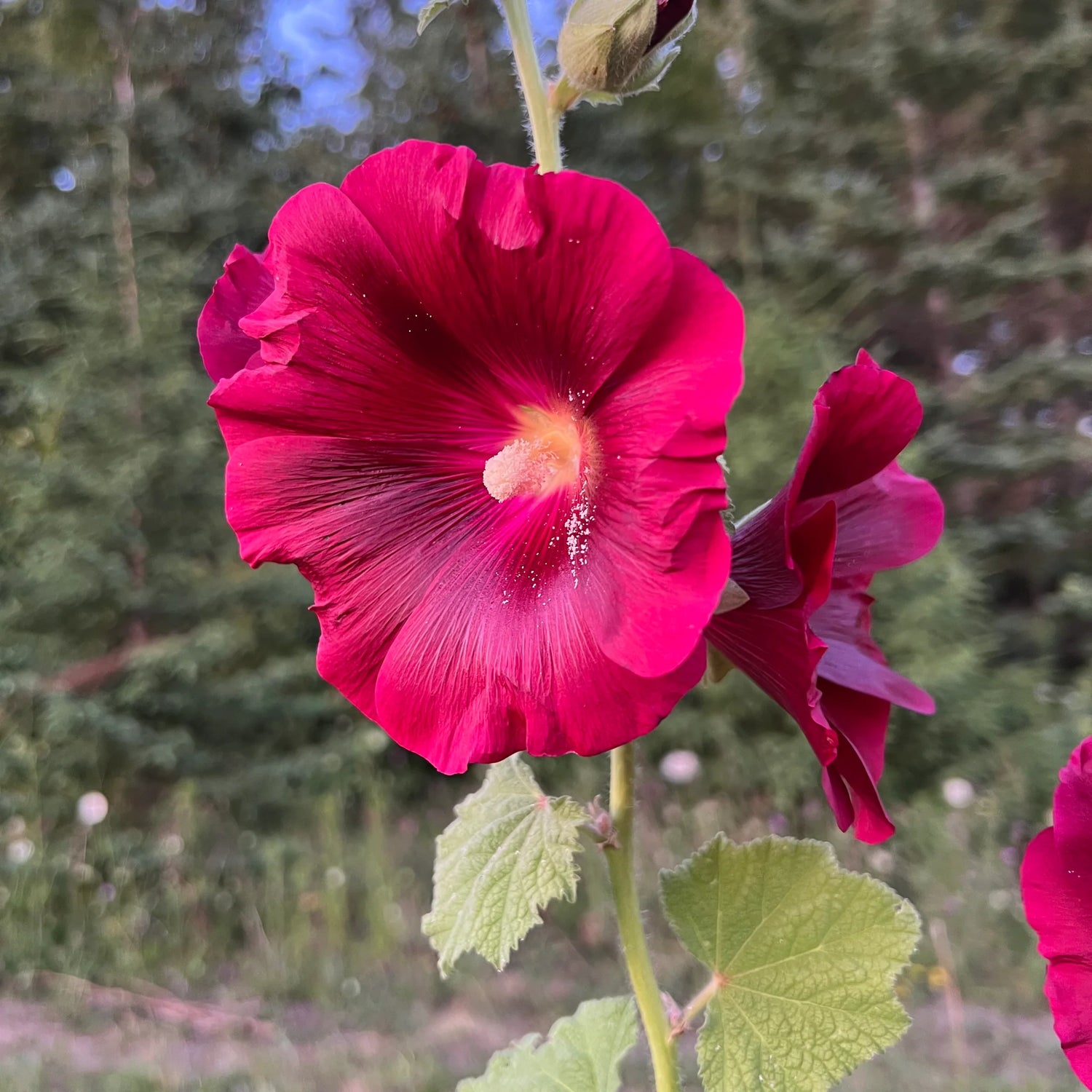 Hollyhock Seeds - Henry VIII - Red