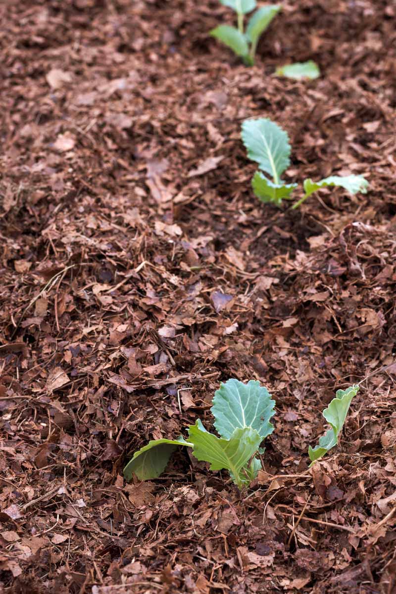 Late Maturity Compact And White Cauliflower For Sowing – Heirloom, Non-GMO, High Germination Organic Garden Seeds