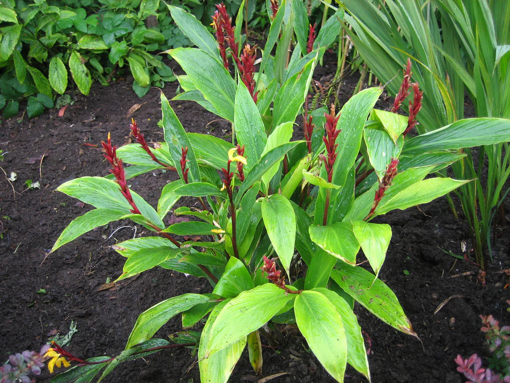 Green Cautleya Spicata Ornamental Plant Seeds for Unique Gardens – Fresh Herb for Your Garden