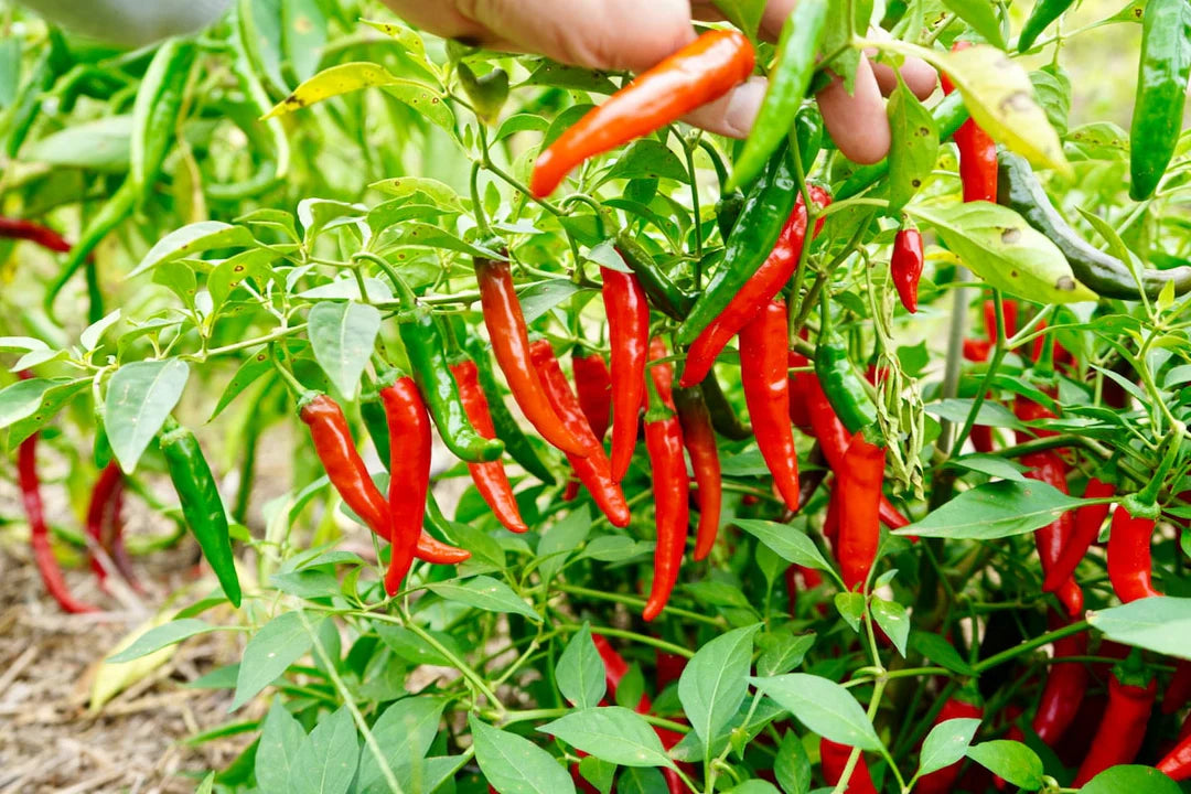 Cayennetta Pepper Seeds Heirloom Non-GMO High Germination Organic Garden Seeds