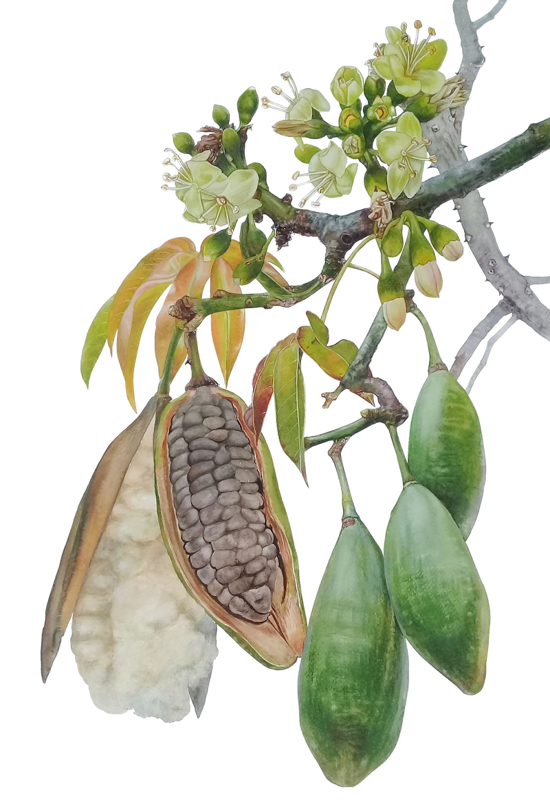 Kapok (Ceiba pentandra)