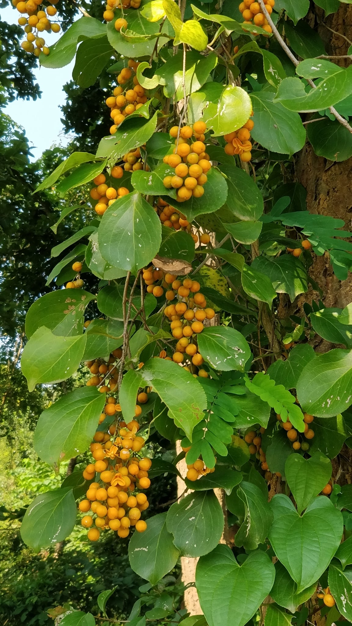 Intellect Tree herb grown in a large garden pot, manageable size
