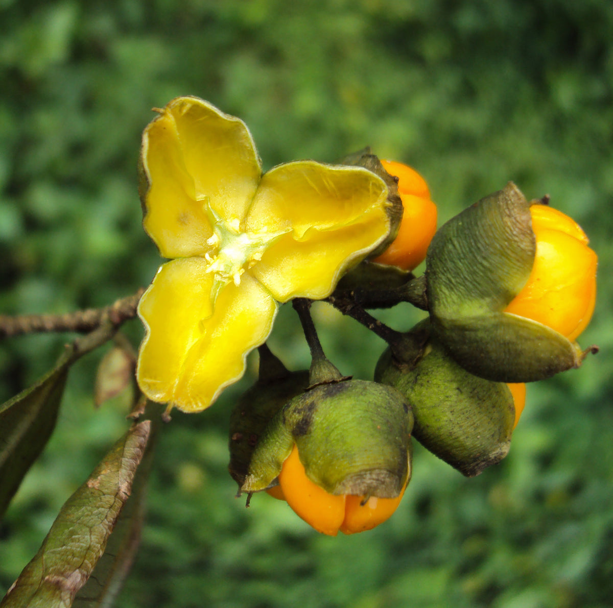 Instruction image: Soaking Celastrus paniculatus seeds before planting
