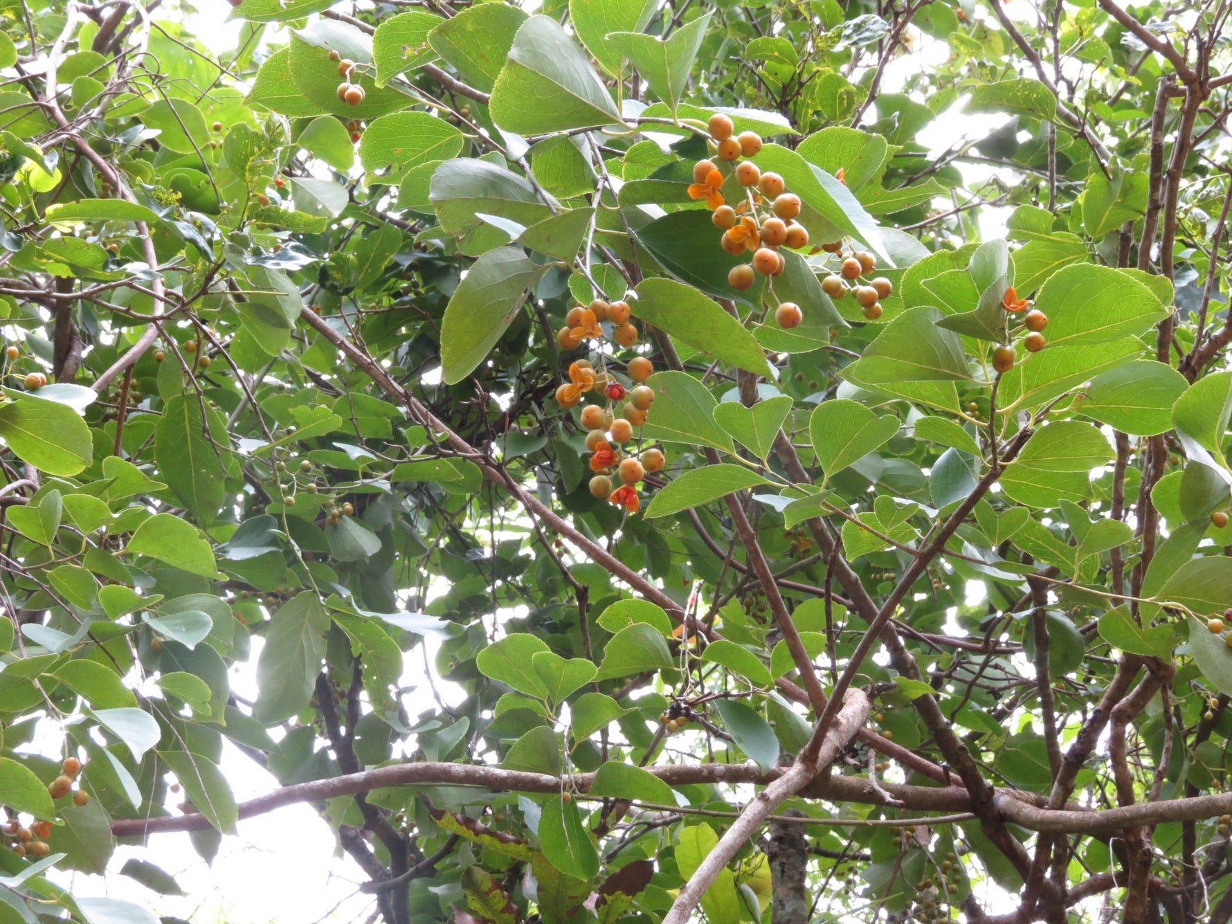 Young Jyotishmati seedling growing in a starter pot