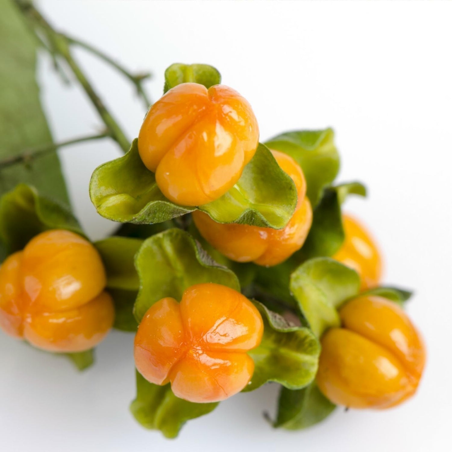 Ripe Intellect Tree fruit and seeds, ready for harvest