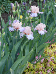 Celebration Song Tall Bearded Iris