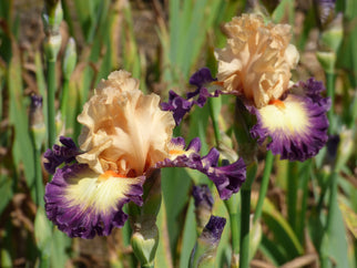 Celebratory Tall Bearded Iris