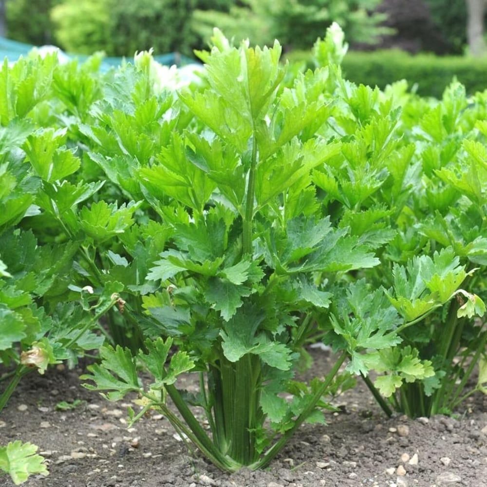 Celery_leaves_kitchen use_Asian_recipes_herb seeds
