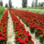 Celosia Chil Dsii Group Vigorous Growth Flower Annual Herb Flower heirloom non-gmo organic garden seeds