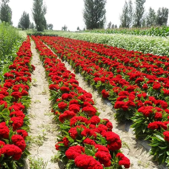Celosia Chil Dsii Group Vigorous Growth Flower Annual Herb Flower heirloom non-gmo organic garden seeds