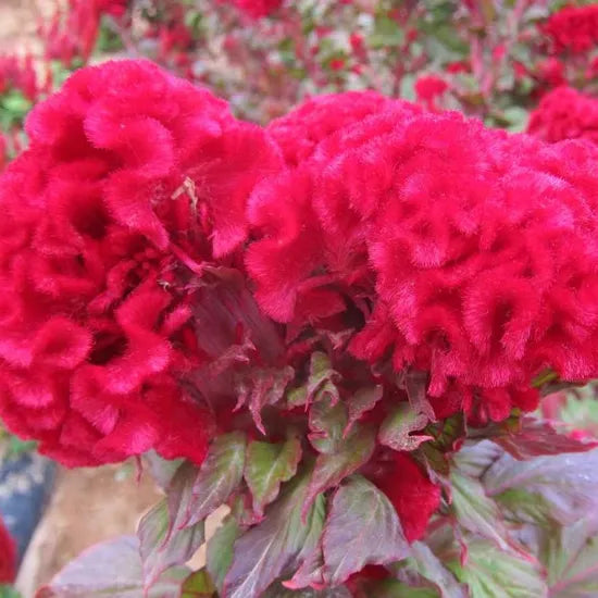 Celosia Cristata Limn Annual Herb Flower heirloom non-gmo organic garden seeds