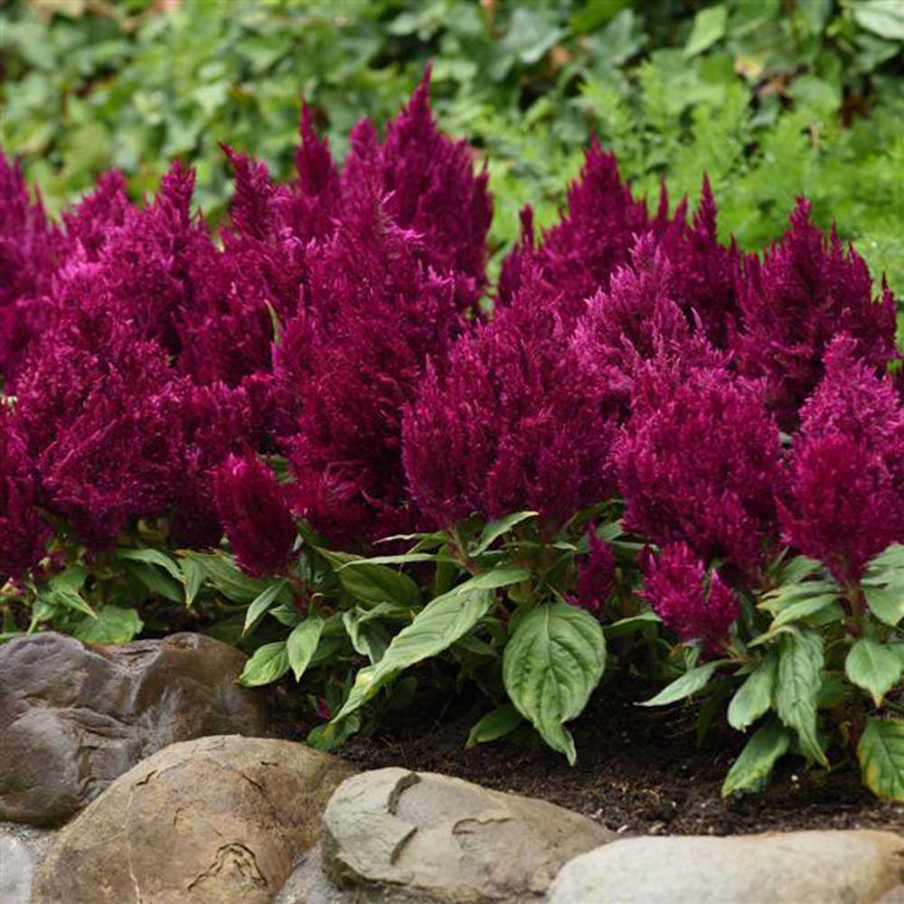 Mix Celosia Seeds