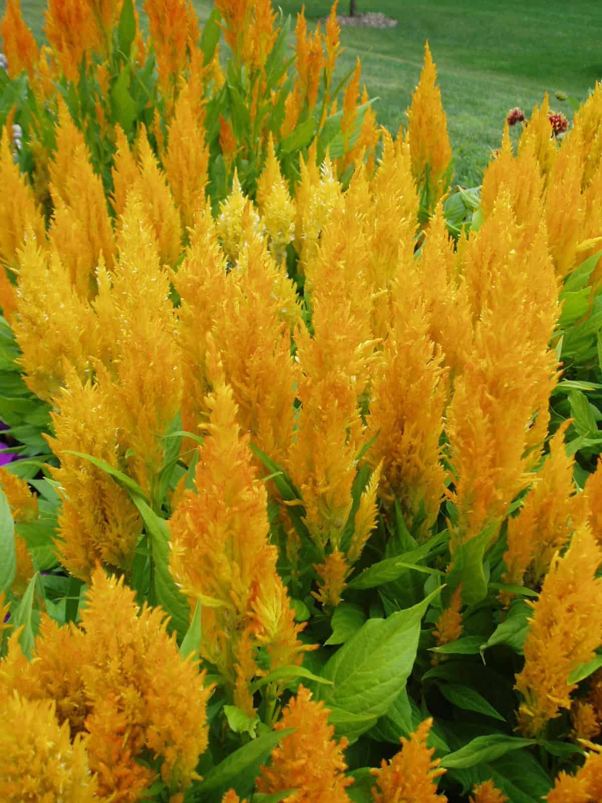 Mix Celosia Seeds