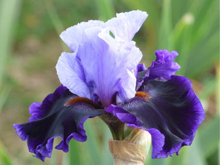 Cent'anni Tall Bearded Iris